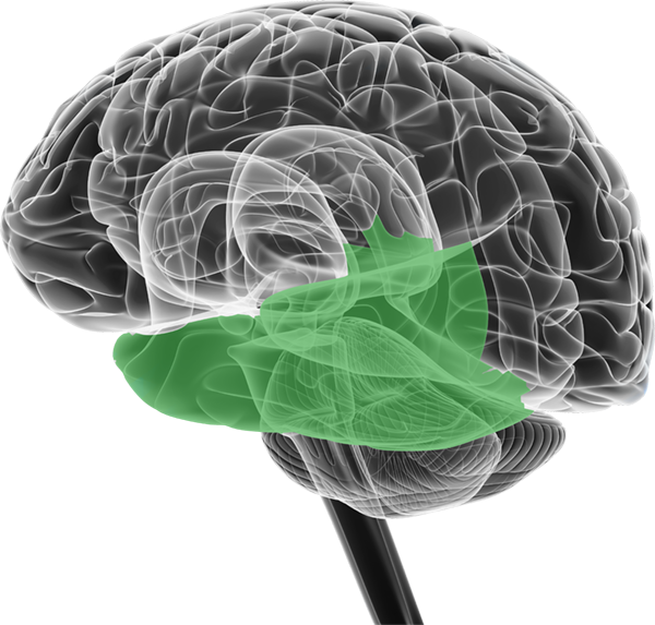 Virtual Brain Temporal Lobe